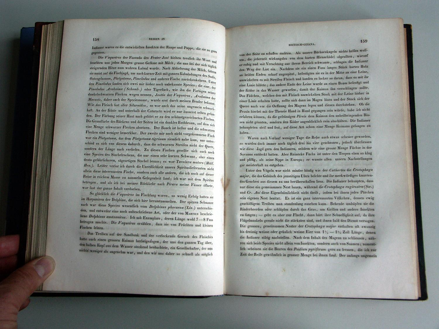 ZZ-RISC48,S.158 Crotophaga major